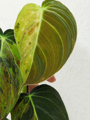 Philodendron Melanochrysum Variegata