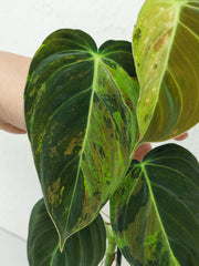 Philodendron Melanochrysum Variegata