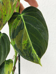 Philodendron Melanochrysum Variegata