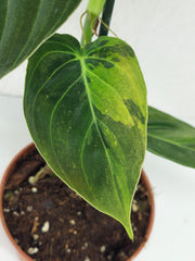 Philodendron Melanochrysum Variegata