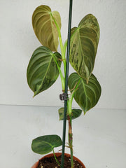 Philodendron Melanochrysum Variegata