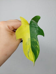 Philodendron Florida Beauty Steckling