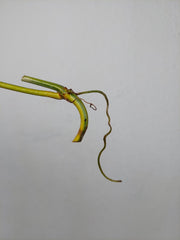 Philodendron Florida Beauty Steckling