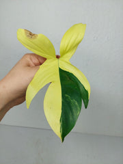 Philodendron Florida Beauty Steckling