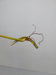 Philodendron Florida Beauty Steckling
