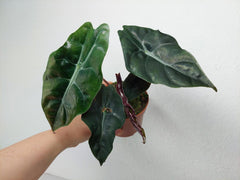 Alocasia Chantrieri