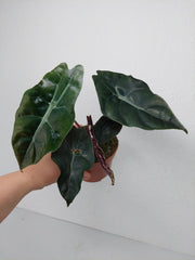 Alocasia Chantrieri