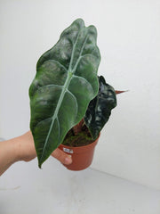 Alocasia Chantrieri