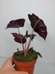 Alocasia Chantrieri