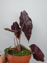Alocasia Chantrieri