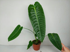 Anthurium Veitchii Narrow Form