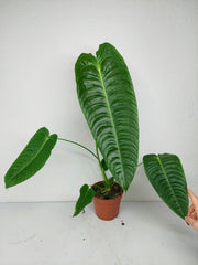 Anthurium Veitchii Narrow Form