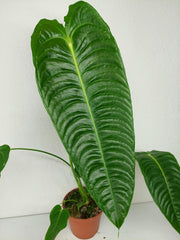 Anthurium Veitchii Narrow Form