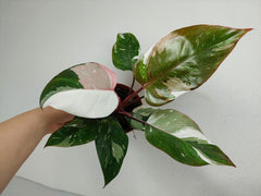 Philodendron Red Anderson Variegata