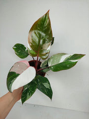 Philodendron Red Anderson Variegata
