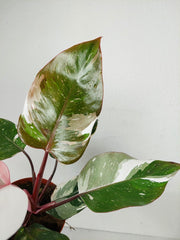 Philodendron Red Anderson Variegata