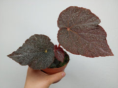 Begonia Taconite