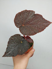 Begonia Taconite