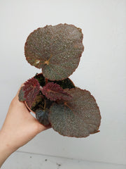 Begonia Taconite