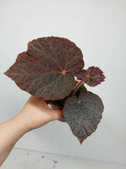 Begonia Taconite