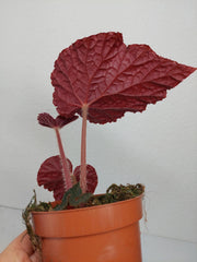 Begonia Taconite