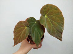 Begonia Pavonina