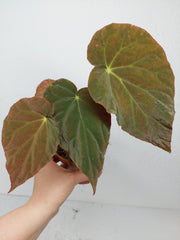 Begonia Pavonina
