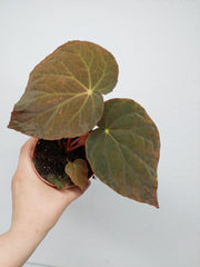 Begonia Pavonina
