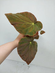 Begonia Pavonina