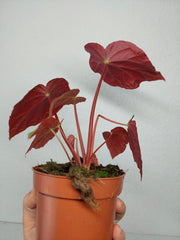 Begonia Pavonina