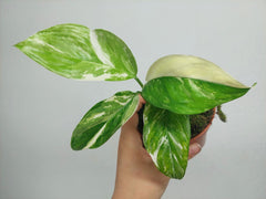Monstera Lechleriana Variegata