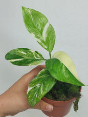 Monstera Lechleriana Variegata