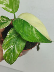 Monstera Lechleriana Variegata