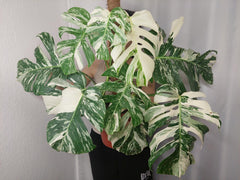 Monstera Variegata buschig