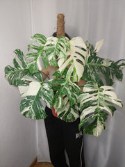 Monstera Variegata buschig
