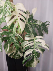 Monstera Variegata buschig