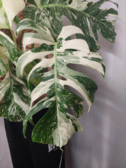 Monstera Variegata buschig