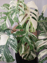 Monstera Variegata buschig