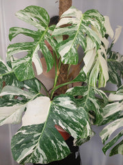 Monstera Variegata buschig