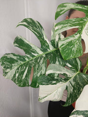Monstera Variegata buschig