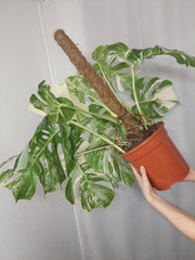 Monstera Variegata buschig