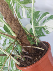 Monstera Variegata buschig