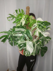 Monstera Variegata buschig