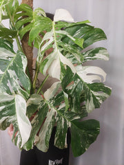 Monstera Variegata buschig