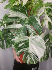 Monstera Variegata buschig