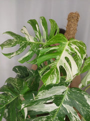 Monstera Variegata buschig