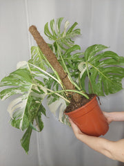 Monstera Variegata buschig