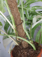 Monstera Variegata buschig