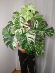 Monstera Variegata buschig