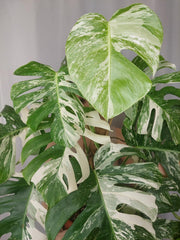 Monstera Variegata buschig